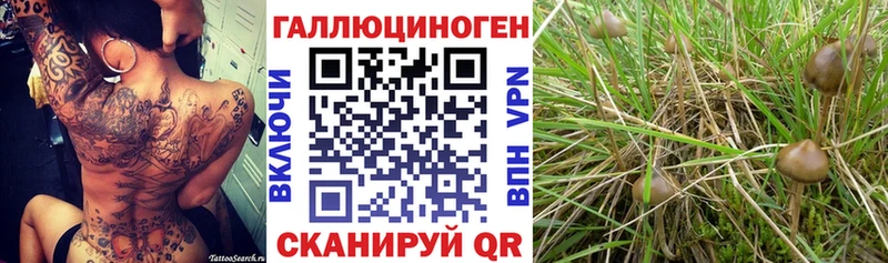 Псилоцибиновые грибы GOLDEN TEACHER  Купить  Новосиль 